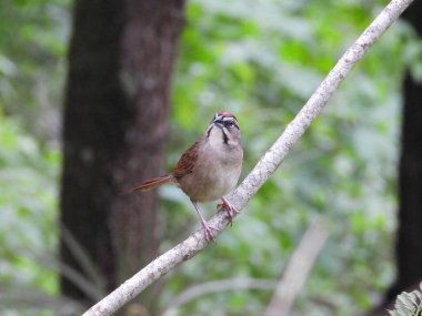 Rusty Sparrow ormana tünedi.