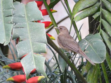Kil renkli Thrush Helikonya 'ya tünedi.