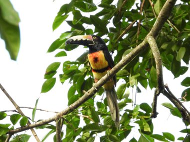 Yakalı Aracari ormana tünedi.