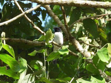 Cüce Cuckoo-Shrike ormana tünedi.