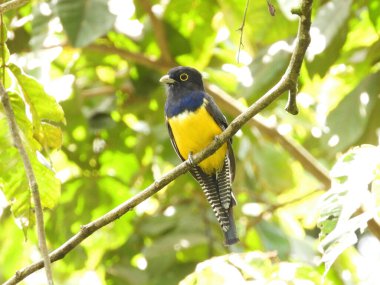 Jartiyer Trogon ormanda tünedi.