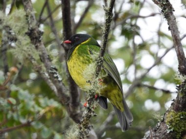 Green-and-black Fruiteater perched in the forest clipart