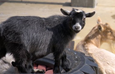 Tekerlekli keçi. Yüksek kalite fotoğraf