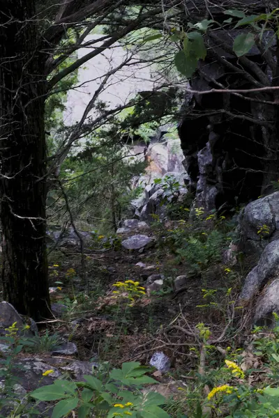 Çiçekler ve taşlarla dolu bir orman. Yüksek kalite fotoğraf