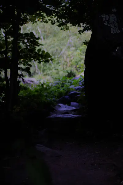 Karanlık bir ormanda taş yol. Yüksek kalite fotoğraf