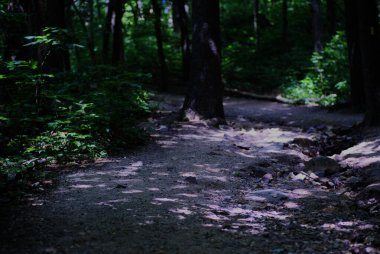 Ağaçlarla çevrili orman yolu. Yüksek kalite fotoğraf