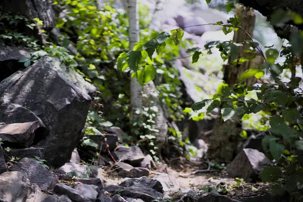 stock image Dappled sun on rocks and plants forest. High quality photo