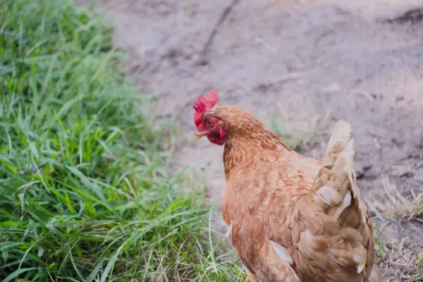 Kahverengi tavuk çimenlere bakıyor. Yüksek kalite fotoğraf