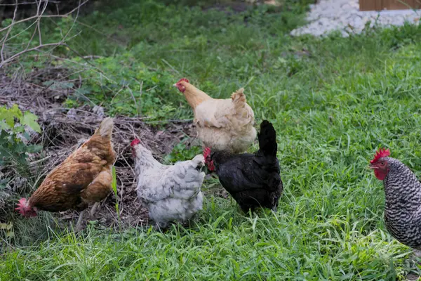 Bir grup tavuk. Yüksek kalite fotoğraf