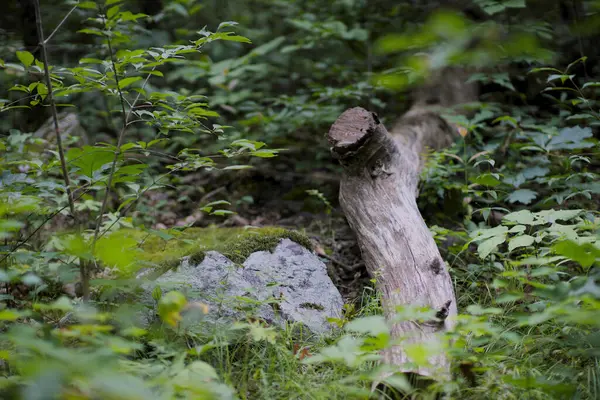 Orman zemininde bir dal ve kaya. Yüksek kalite fotoğraf