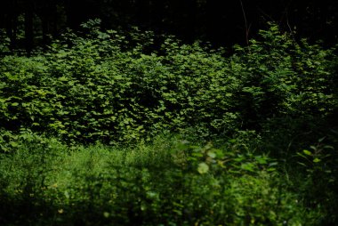 Çayır güneşli yeşil yapraklar bırakır. Yüksek kalite fotoğraf
