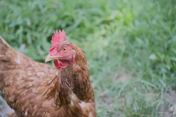 Kahverengi arka bahçe tavuğu sola bakıyor. Yüksek kalite fotoğraf