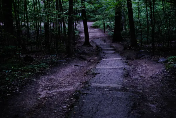 Orman yolu küçük eğri ağaçlar. Yüksek kalite fotoğraf