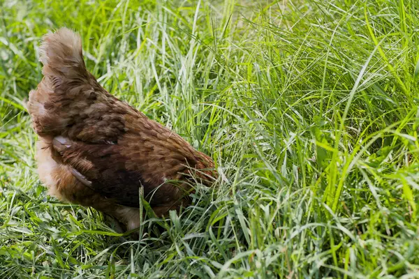 Uzun otların arasında tavuk gagalıyor. Yüksek kalite fotoğraf