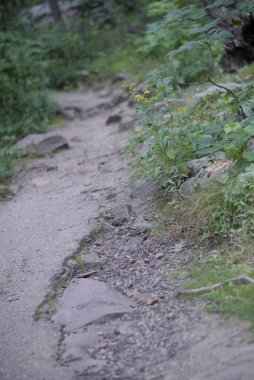 Ormandaki kırık kaya yolu. Yüksek kalite fotoğraf