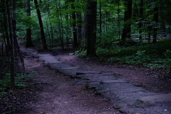 Orman yolu parkında iki ağaç var. Yüksek kalite fotoğraf