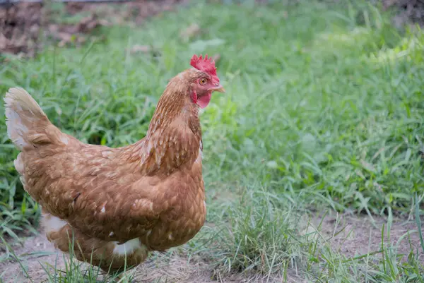 Kahverengi arka bahçe tavuğu sağda görünüyor. Yüksek kalite fotoğraf