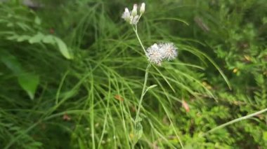 Yaban çiçekleri rüzgar estiğinde hareket eder. Çayırın ortasında kır çiçekleri hafif bir esinti estiğinde hareket eder.