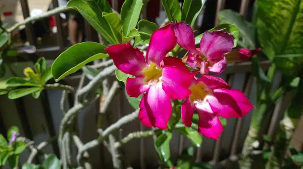 Canlı, parlak renkli Japon Kamboçya bitkisi (Adenium Obesum) tam çiçeklerle birlikte. Endonezya gibi daha sıcak, tropikal iklimlerde yetişir.