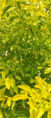 Bahçedeki süs bitkilerinin sarı yaprakları..