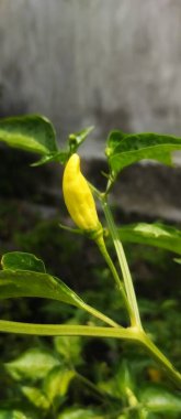 Bahçede acı biber bitkileri.