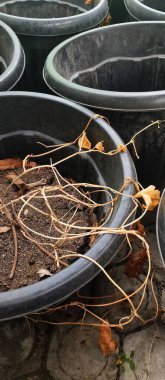 Saksıda yabani bitkiler.