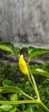 Saksıda yabani bitkiler.