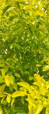 Saksıda yabani bitkiler.