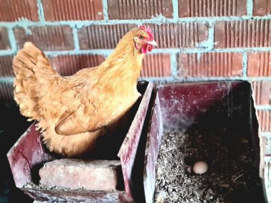 A free-range hen incubating eggs, next to another nest with an egg inside  clipart