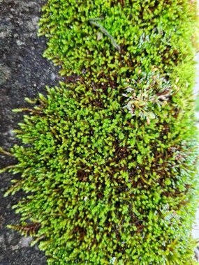 Beton bir yüzeyde yeşil yosun oluşturuldu. 