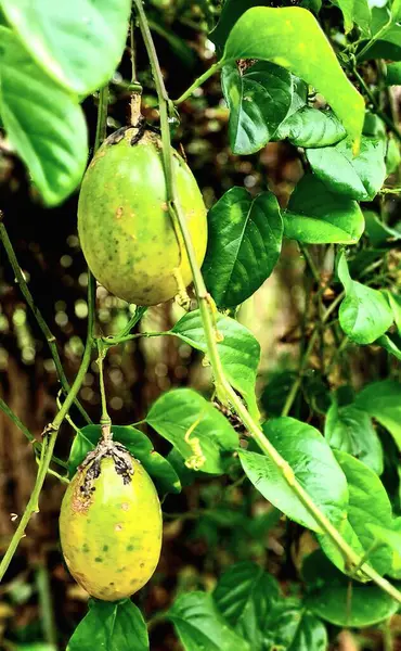 stock image Two green passion fruits, on their passion fruit tree, surrounded by leaves and branches 