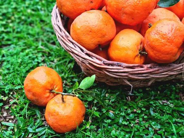 Yeşil zeminde duran bir sepet mandalina ve sepetin dışında iki mandalina. 