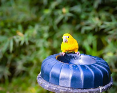 Close-up of a bird of the species Guaruba guarouba, popularly known as the yellow macaw, perching on top of a feeding container in an aviary at the zoo. An endangered bird.  clipart