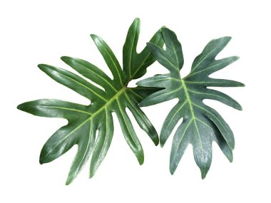 Philodendron Xanadu beyaz arkaplanda ayrılır. Yapraklar tek, oval, ucunda yuvarlak, tabanında derin çukurluk var. Yapraklar kalın, pürüzsüz, parlak ve koyu yeşil.