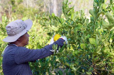Bahçıvanlar olgun ve kesmeye hazır ağaçlardan limon toplarlar. Olgun limonların sarı eti ve limonata yapımında kullanılan sulu eti vardır. Kokulu kabuk tatlılarda bir malzeme olarak kullanılır..                               