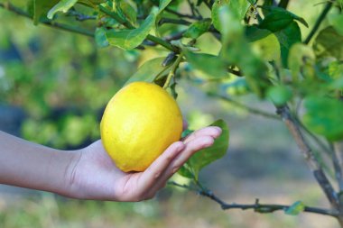 Elin ağaçlardan olgun bir limon tutuyor. Olgun limonların sarı eti ve limonata yapımında kullanılan sulu eti vardır. Kokulu kabuk tatlılarda bir malzeme olarak kullanılır..                               