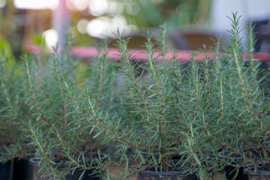 Çiçek olarak biberiye fideleri yetiştirmek için bir kap. Yapraklar kısa ve kokulu. Çiçekler mavi, mor, beyaz ve pembe..                               