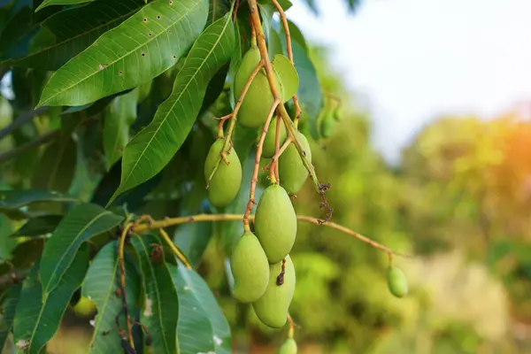 stock image bunch of young mangoes on the tree. Soft and selective focus.                               