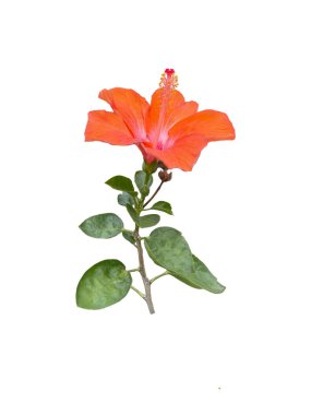 Turuncu amber çiçeği buketinin izole edilmiş yan görüntüsü. Yumuşak ve seçici odak. 