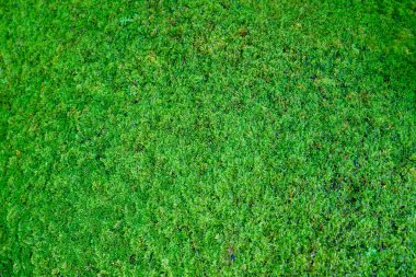 Spike Moss, tropikal Tayland yosunu bahçesi tarzında kayaların üzerinde yüzüyor. Bu, turistlerin gölgeli atmosferi görebilmesi için şehirdeki yağmur ormanlarının bir simülasyonu. Ormanda olmak gibi..                                