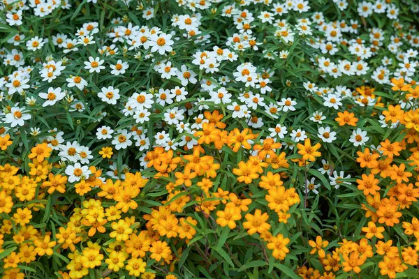 stock image Top view of Little Yellow Star and white narrowleaf zinnia flowers, both of which are climbing plants or small shrubs grown as flowering plants.                               