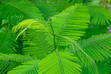 Akasya ağaçları keskin dikenleri ve dalları olan çalılardır. Yapraklar küçük bileşik yapraklar. Genç yaprakların keskin bir kokusu vardır. Taylandlılar pek çok yemek hazırlamak için kullanabilir..                               