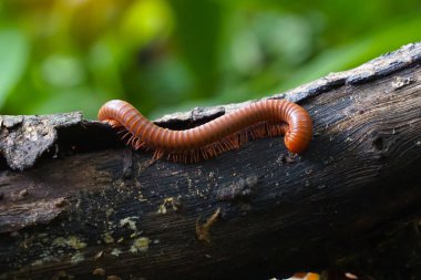 Kırkayaklar kütüklere tırmanır ve sert kabuklu omurgasızlardır. Vücut uzundur ve bölümlere ayrılır. Rahatsız edildiğinde daireler çizebilir. Yaklaşık iki yüz kırk çift bacak var..                  