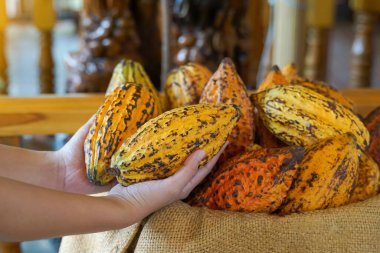 Kakao meyvesi tutarken. Bagajda veya dallarda papaya şeklinde meyveler. Kabak gibi kabak derisi, kalın deri, kakao çekirdekleri çikolataya işleniyor. Yumuşak ve seçici odak.                              