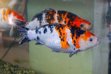 Bir balık sürüsü akvaryumda yüzer. Uzun gövdeli ve düz kenarlı güzel bir balıktır. Özgün özelliği dudaklarında renkli bir bıyıktır..