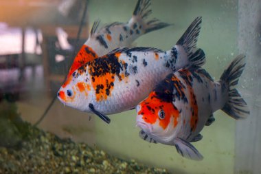 Bir balık sürüsü akvaryumda yüzer. Uzun gövdeli ve düz kenarlı güzel bir balıktır. Özgün özelliği dudaklarında renkli bir bıyıktır..                              