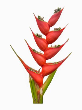 Heliconia Stricta Huber 'ın' Büyük Bud 'ını beyaz bir arka planda izole etti, ereksiyon oldu. Koyu yeşil çiçekler kırmızı çiçek kabukları. Kenarı yeşil ve sarı. Sırayla dizilmiş..