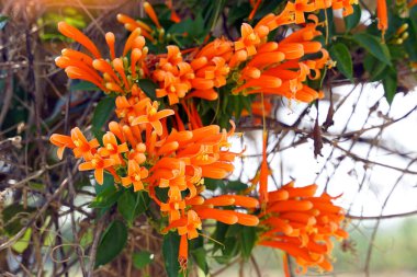 Turuncu trompet sarı-turuncu taç yaprakları arasında çiçek açar. Çiçek tabanı bir tüpe bağlı. Uçları 5 yaprağa ayrılır ve geriye doğru kıvrılır. Yumuşak ve seçici odak.                               