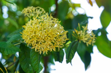 Sarı Ixora büyük kümeler halinde çiçek açan bir çalıdır. Her buket küçük, boru şeklinde çiçeklerden oluşur. Tüpün ucunda 4-5 yaprak var ve ucu sivri..                        