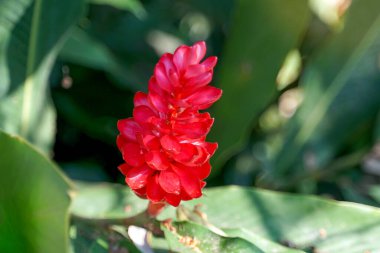 Bahçeye Red Ginger ekti. İnfloresansı azalmış bitkisel bir bitki. Sonunda çiçeklenme çok katmanlı kırmızı frenler, koni şeklinde çiçekler, hafif bir koku var..                               